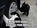 Click image for larger version

Name:	funny_cat_pictures_077_198.jpg
Views:	3034
Size:	45,8 KB
ID:	2016742