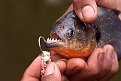 Click image for larger version

Name:	piranha_close_md_120.jpg
Views:	1571
Size:	42,5 KB
ID:	2023958