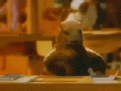 Click image for larger version

Name:	marmot_934.gif
Views:	1390
Size:	177,2 KB
ID:	2025994