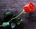 Click image for larger version

Name:	true_love_forever_red_rose_258.jpg
Views:	1188
Size:	297,8 KB
ID:	2044303